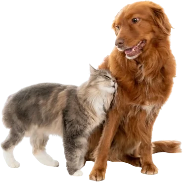 Cachorro e gato juntos, atendidos na Upa Veterinária em Venda Nova