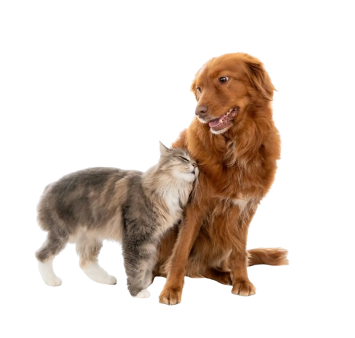 upa-veterinaria-venda-nova-bh